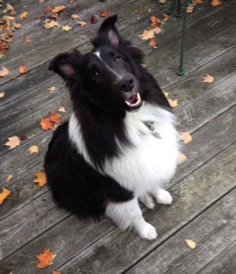 Bi Black Sheltie | Sheltie, Shetland sheepdog, Sheltie dogs