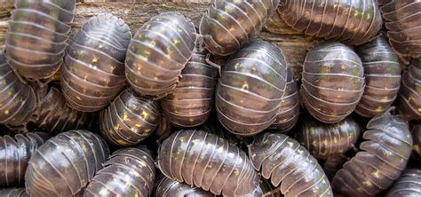 What Do Woodlice Eat? | Empire Pest Control London