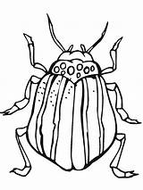 Bug Coloring Pages Free sketch template