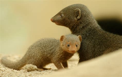 Photo: baby mongoose born at the Bronx Zoo