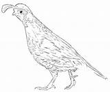 Quail Coloring sketch template