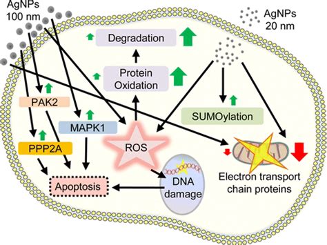 Mechanism to generate ROS and effect apoptosis Environmental toxicity | Download Scientific Diagram