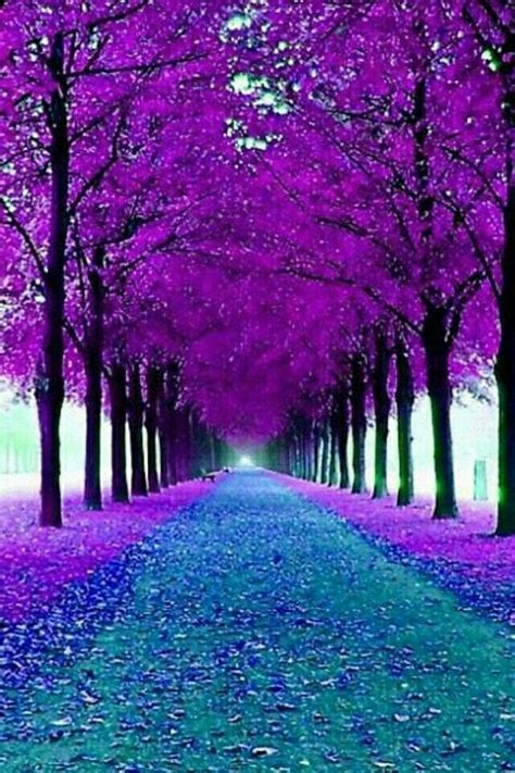 Árboles morados | Purple trees | Beautiful landscapes, Beautiful nature, Amazing nature