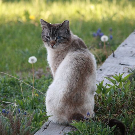 Feral Cat with Tipped Ear – Photos Public Domain