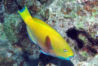 Initial phase Red Sea Steephead Parrotfish, Chlorurus gibb… | Flickr