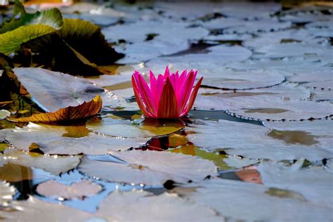 Qué es Flor de loto - Definición, Significado y Concepto