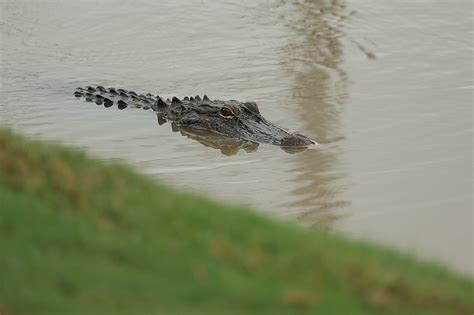 What Should be the New Louisiana Ragin' Cajuns Mascot?