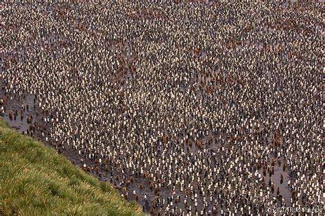 King Penguin Colony (Aptenodytes patagonicus) Salisbury Plains, South ...