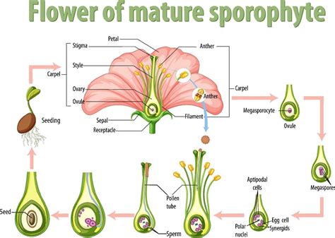 Diagram showing flower of mature sporophyte 9202017 Vector Art at Vecteezy