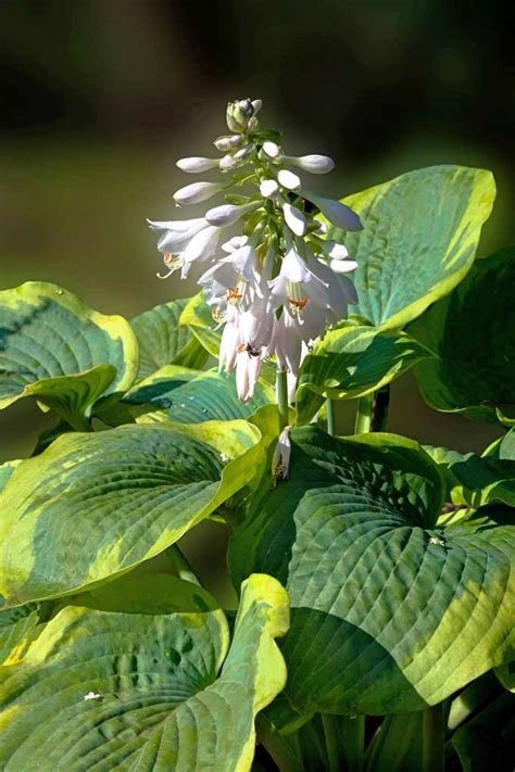 Growing Hostas: A Favorite Shade Loving Perennial | Gardener's Path