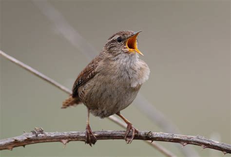 Learn More About the 30 Main Bird Groups in the World