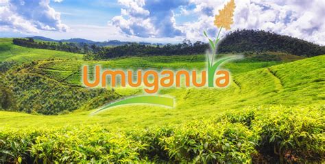 Umuganura Day in Rwanda in 2025 | Office Holidays