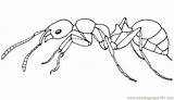 Coloring Pages Ants Insects >  Free Printable coloring Page Online sketch template
