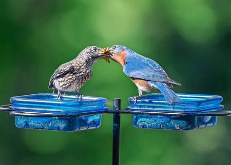 Eastern Bluebirds Love Wide Open Spaces - Birds and Blooms