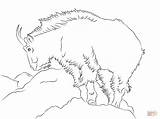 Rocky Mountain goat coloring Page  Free Printable Coloring Pages sketch template