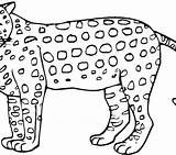 Simple Jaguar Drawing At PaintingValleycom  Explore Collection Of sketch template