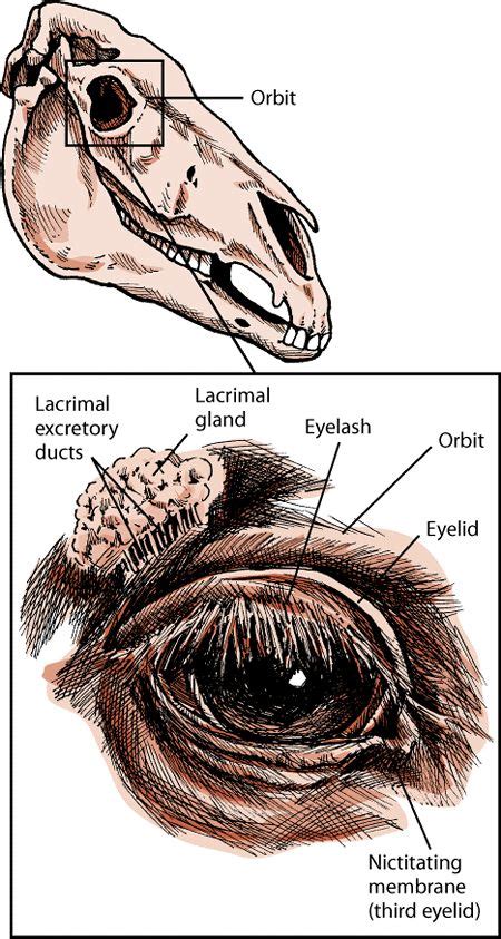 Eye Structure and Function in Horses: Eye Disorders of Horses: The Merck Manual for Pet Health ...