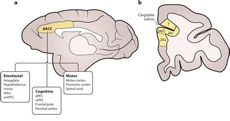 Figure 1 from Dorsal Anterior Cingulate Cortex: A Bottom-Up View ...