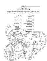 Animal Cell Coloring sketch template