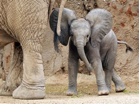 Photos: Baby elephant debuts at Reid Park Zoo | Local news | tucson.com