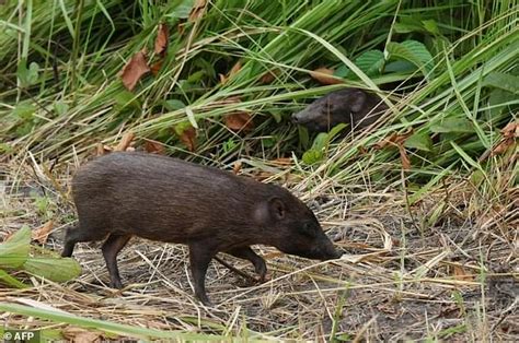 World's smallest hog that was once feared to be extinct are being reintroduced into India ...