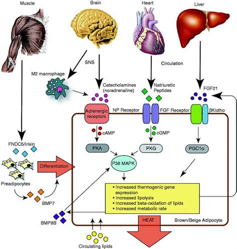 F1.large.jpg 1,217×1,280 pixels | Adrenergic receptors, Gene expression, Brain and heart