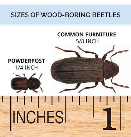 The Wood-Boring Beetle Identification Guide