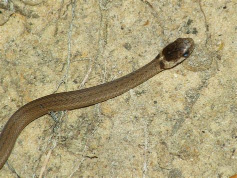 Texas Brown Snake – Juveniles – DFW Urban Wildlife