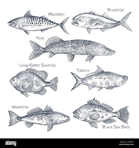 How To Draw A Sea Fish