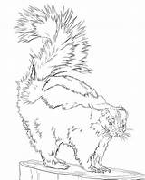 Skunk 1 Coloring Page  Free Printable Pages For Kids sketch template