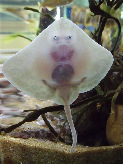 Baby Stingrays Look Like Tiny Raviolis Stuffed With Damned Souls