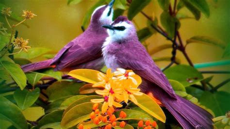 Exotic Bird Wallpapers - Top Free Exotic Bird Backgrounds - WallpaperAccess