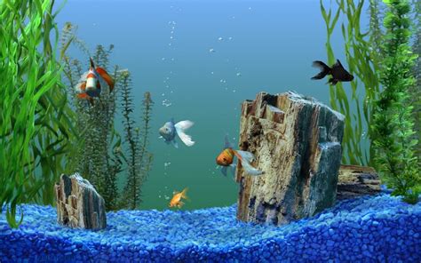 Most Popular Wallpaper Downloads | Aquarium screensaver, Saltwater aquarium beginner, Aquarium