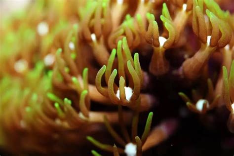 Green Star Polyps (Pachyclavularia Violacea) Grow & Care Guide