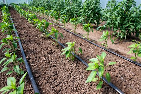 How to Build and Irrigate Your Veggie Garden | Ryno Hire