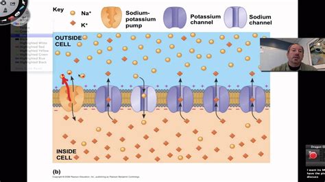 Resting Membrane Potential - YouTube