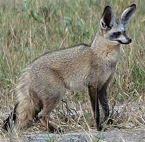 Bat-Eared Fox - Listens for Termites and Critters | Animal Pictures and ...