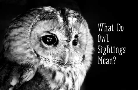 Owl Symbolism: What Does It Mean When You See an Owl? - Exemplore