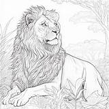 Lion  Coloring Book Page Instant Download Etsy sketch template