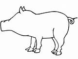 Cerdo Schwein Varken Maiale Porc Cochon Colorare Kleurplaat Pigs  sketch template