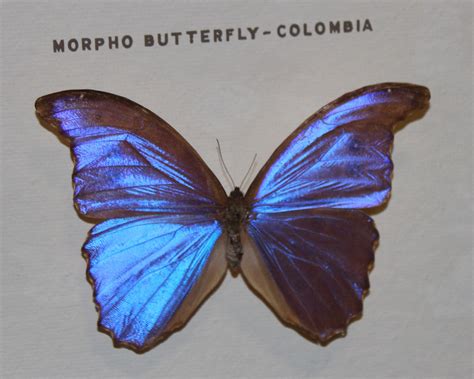 Morpho Butterfly specimen | The wings of the Morpho butterfl… | Flickr