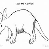Mammals – Coloring Nature sketch template