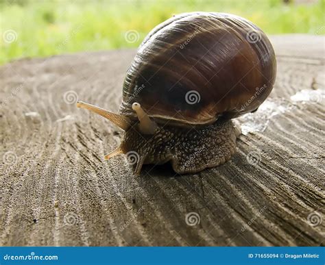 Snail on a tree stump stock photo. Image of slow, moving - 71655094