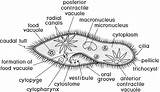 Coloring Page Structure Of Paramecium Caudatum With Titles Stock  sketch template