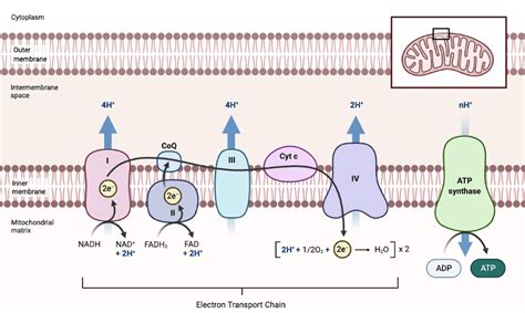 Mitochondrial Electron Transport Chain