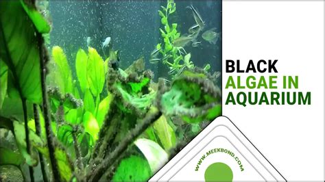 Black Algae In Aquarium: Causes, Prevention And Control – MeekBond