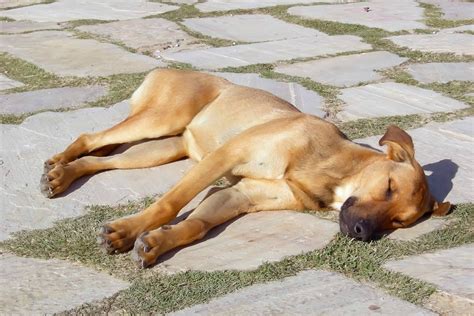 How To Treat Heat Stroke In Dogs | Our Fit Pets