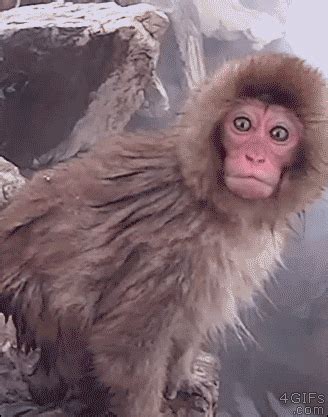 monkey Archives - Reaction GIFs