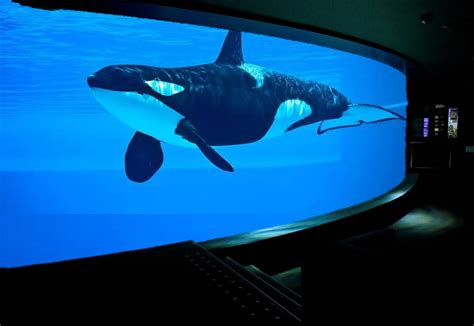 Orca Tank at the Aquarium by DarkMoonAnimation on DeviantArt