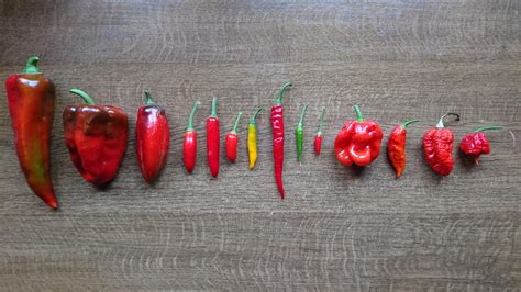 Peppers from Mildest to Hottest : r/gardening